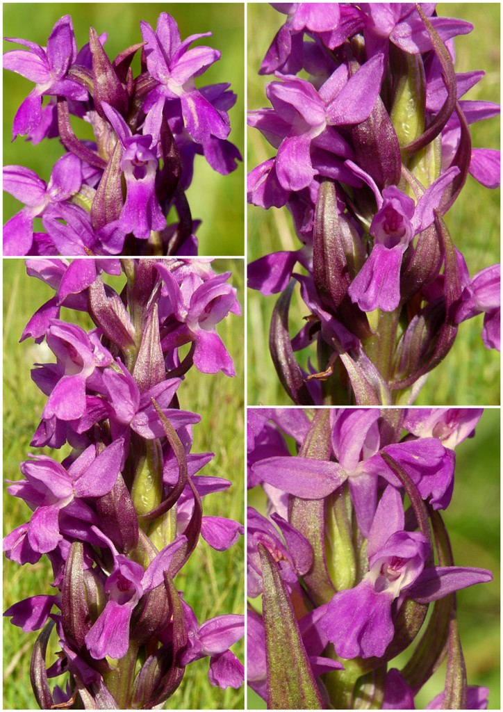 Dactylorhiza incarnata var. immaculata  Pescasseroli 21 giugno 2015